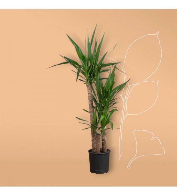 3lü Yucca Ağacı Büyük 190cm 3lü Yucca Ağacı Büyük 190cm
